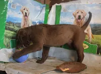 RFBF7, a female Chesapeake Bay Retriever for sale in Scottsville, KY – 2 of 4