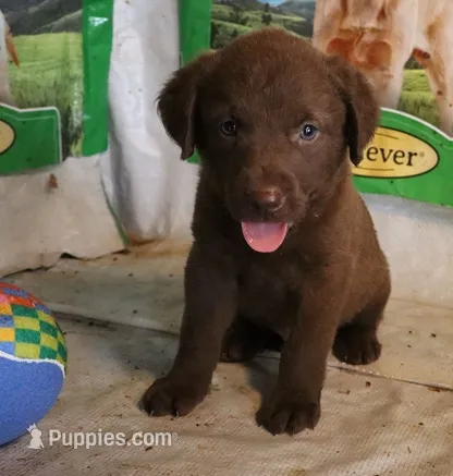 RFAM5 – Chesapeake Bay Retriever puppy for sale in Scottsville, KY