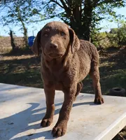 RFAF3, a female Chesapeake Bay Retriever for sale in Scottsville, KY – 7 of 8
