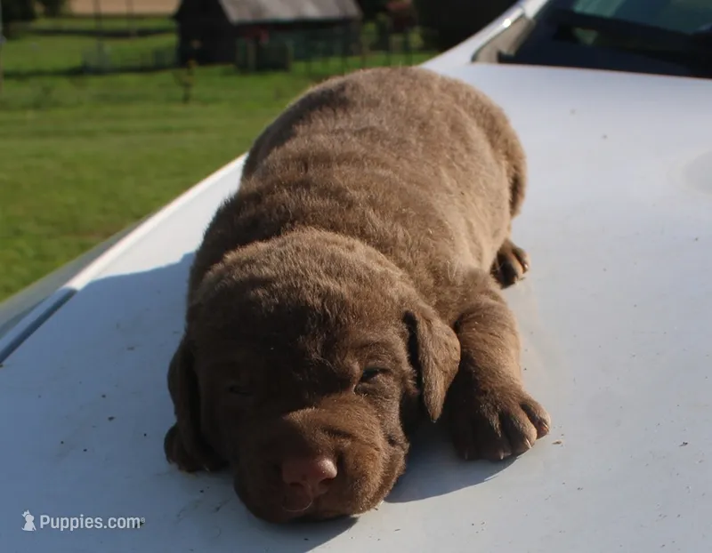 RFKM2 – Chesapeake Bay Retriever puppy for sale in Scottsville, KY