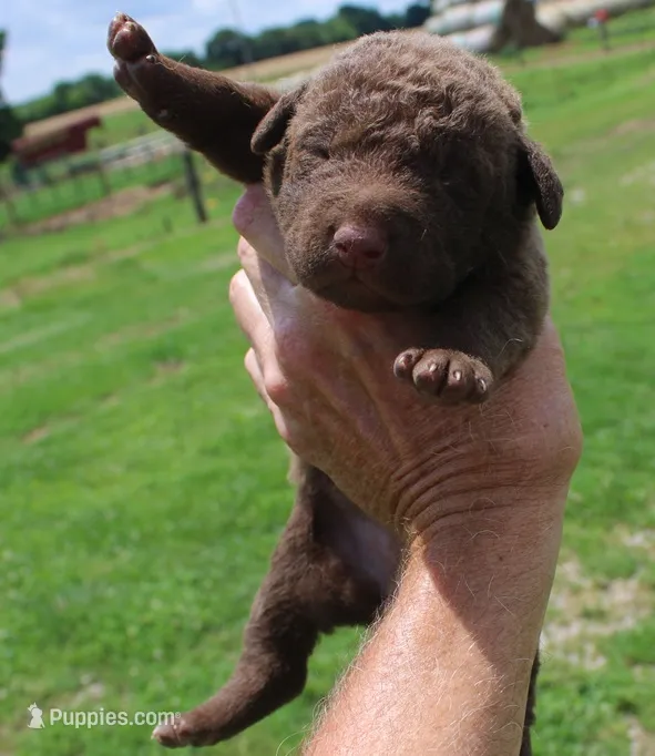 RFKF4 – Chesapeake Bay Retriever puppy for sale in Scottsville, KY