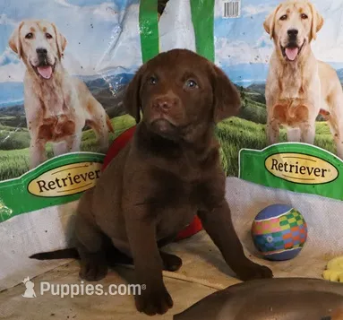 RFZM1 – Chesapeake Bay Retriever puppy for sale in Scottsville, KY