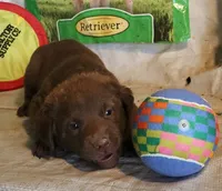 RFZM2, a male Chesapeake Bay Retriever for sale in Scottsville, KY – 10 of 10