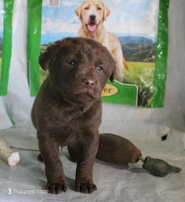 RFZM4, a male Chesapeake Bay Retriever for sale in Scottsville, KY – Photo 1 of 4