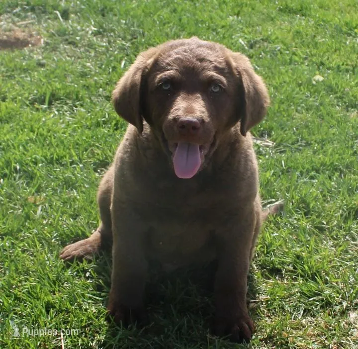 RFZM4 – Chesapeake Bay Retriever puppy for sale in Scottsville, KY