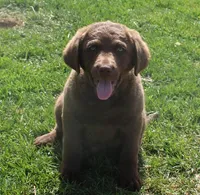 RFZM4, a male Chesapeake Bay Retriever for sale in Scottsville, KY – Photo 6 of 10