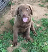 RFZM4, a male Chesapeake Bay Retriever for sale in Scottsville, KY – 1 of 8