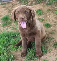 RFZM4, a male Chesapeake Bay Retriever for sale in Scottsville, KY – Photo 10 of 10