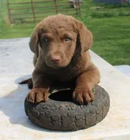 RFZM4, a male Chesapeake Bay Retriever for sale in Scottsville, KY – Photo 5 of 10