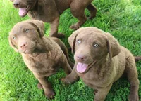 RFZM4, a male Chesapeake Bay Retriever for sale in Scottsville, KY – 7 of 8