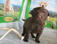 RFZM4, a male Chesapeake Bay Retriever for sale in Scottsville, KY – Photo 2 of 4