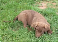 RFZM4, a male Chesapeake Bay Retriever for sale in Scottsville, KY – Photo 4 of 10