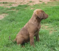 RFZM4, a male Chesapeake Bay Retriever for sale in Scottsville, KY – Photo 7 of 10