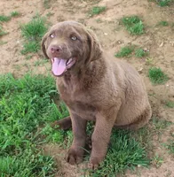 RFZM4, a male Chesapeake Bay Retriever for sale in Scottsville, KY – Photo 2 of 10