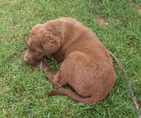 RFZM4, a male Chesapeake Bay Retriever for sale in Scottsville, KY – Photo 9 of 10