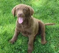 RFZM4, a male Chesapeake Bay Retriever for sale in Scottsville, KY – 6 of 8