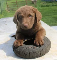 RFZM4, a male Chesapeake Bay Retriever for sale in Scottsville, KY – Photo 8 of 10