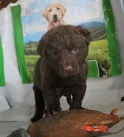 RFZM4, a male Chesapeake Bay Retriever for sale in Scottsville, KY – Photo 4 of 4