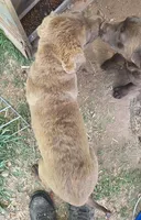 RFZM4, a male Chesapeake Bay Retriever for sale in Scottsville, KY – 8 of 8