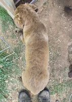 RFZM4, a male Chesapeake Bay Retriever for sale in Scottsville, KY – 3 of 8