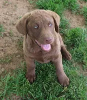 RFZM4, a male Chesapeake Bay Retriever for sale in Scottsville, KY – Photo 1 of 10
