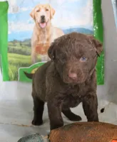 RFZM4, a male Chesapeake Bay Retriever for sale in Scottsville, KY – Photo 3 of 4