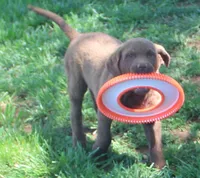 RFZM4, a male Chesapeake Bay Retriever for sale in Scottsville, KY – 5 of 8