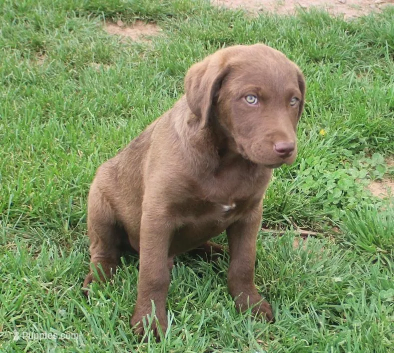 RFZM4 – Chesapeake Bay Retriever puppy for sale in Scottsville, KY