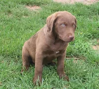 RFZM4, a male Chesapeake Bay Retriever for sale in Scottsville, KY – Photo 3 of 10