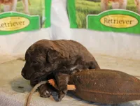 RFAF2, a female Chesapeake Bay Retriever for sale in Scottsville, KY – 2 of 4