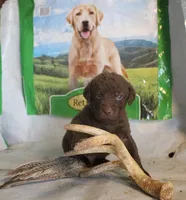 RFPM3, a male Chesapeake Bay Retriever for sale in Scottsville, KY – Photo 4 of 5