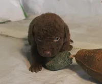 RFPM4, a male Chesapeake Bay Retriever for sale in Scottsville, KY – Photo 2 of 5