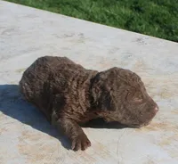 RFPF4, a male Chesapeake Bay Retriever for sale in Scottsville, KY – Photo 2 of 2