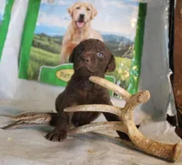 RFPM3, a male Chesapeake Bay Retriever for sale in Scottsville, KY – Photo 2 of 5