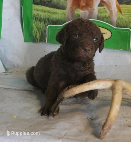 RFPM3 – Chesapeake Bay Retriever puppy for sale in Scottsville, KY