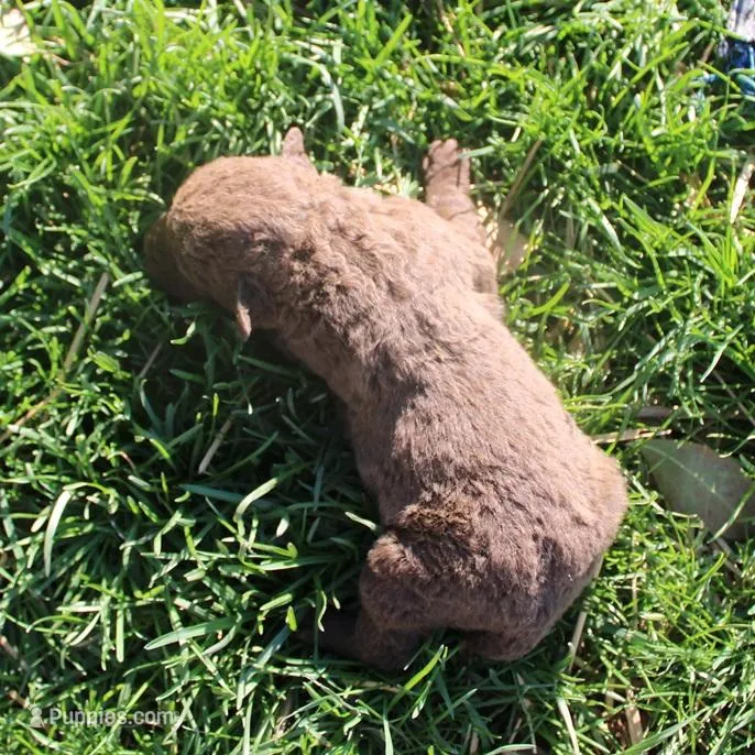 RFPF4 – Chesapeake Bay Retriever puppy for sale in Scottsville, KY