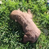 RFPF4, a male Chesapeake Bay Retriever for sale in Scottsville, KY – Photo 1 of 2