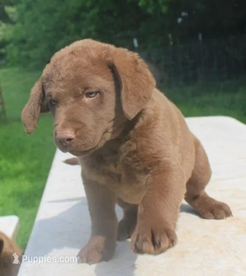RFPM3 – Chesapeake Bay Retriever puppy for sale in Scottsville, KY