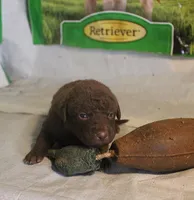 RFPM4, a male Chesapeake Bay Retriever for sale in Scottsville, KY – Photo 4 of 5