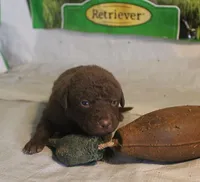 RFPM4, a male Chesapeake Bay Retriever for sale in Scottsville, KY – Photo 5 of 5