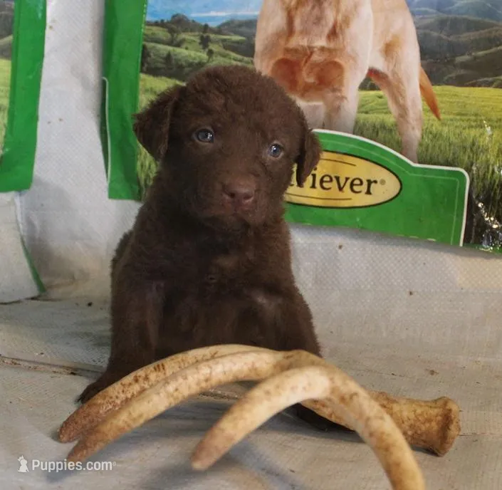 RFPM3 – Chesapeake Bay Retriever puppy for sale in Scottsville, KY