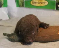 RFPM4, a male Chesapeake Bay Retriever for sale in Scottsville, KY – Photo 3 of 5