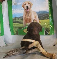 RFPM3, a male Chesapeake Bay Retriever for sale in Scottsville, KY – Photo 5 of 5