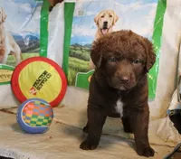 RFZF1, a female Chesapeake Bay Retriever for sale in Scottsville, KY – 3 of 9