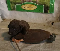 RFAF3, a female Chesapeake Bay Retriever for sale in Scottsville, KY – 4 of 4