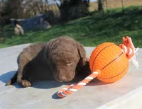 RFPM1, a male Chesapeake Bay Retriever for sale in Scottsville, KY – Photo 6 of 7
