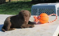 RFPM1, a male Chesapeake Bay Retriever for sale in Scottsville, KY – Photo 2 of 7