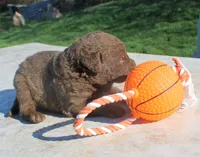 RFPM1, a male Chesapeake Bay Retriever for sale in Scottsville, KY – Photo 5 of 7