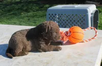RFPM1, a male Chesapeake Bay Retriever for sale in Scottsville, KY – Photo 4 of 7