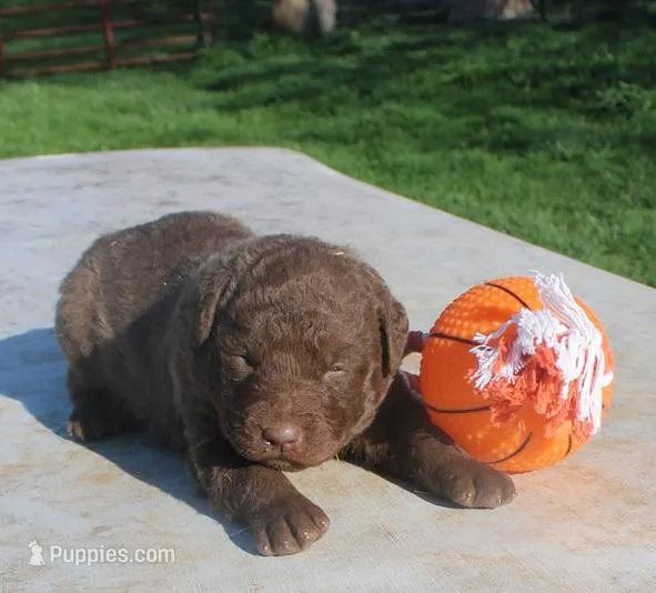 RFPM1 – Chesapeake Bay Retriever puppy for sale in Scottsville, KY